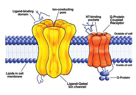 Steroid receptor structure